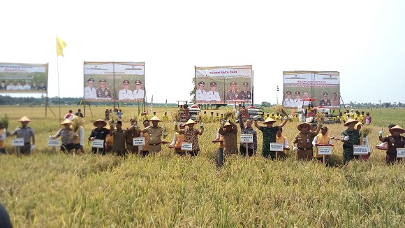 Bupati Rohil Panen Raya Bersama Danrem dan Plt Gubri